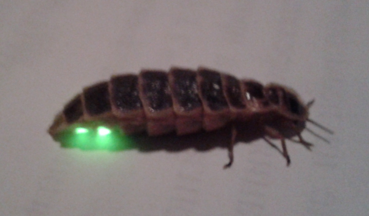 20140713_215705.jpg