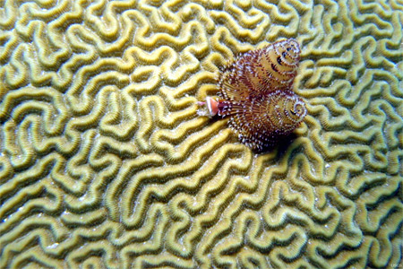 USGSBrainCoral.jpg