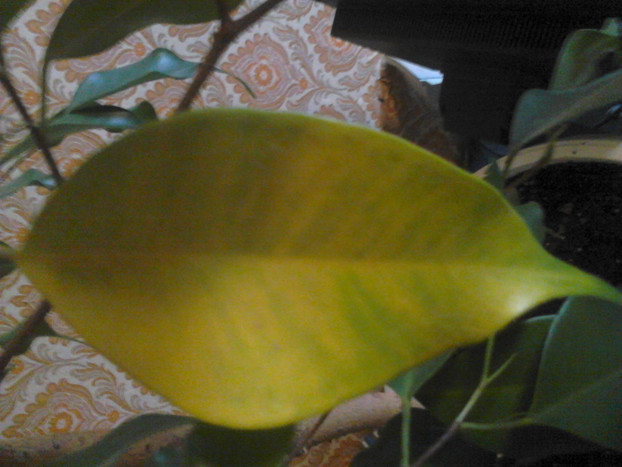 image-C65B_54351F77.jpg
