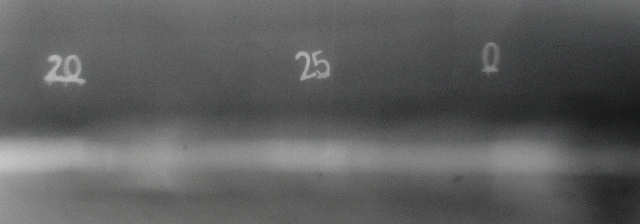 P4294403_small.jpg